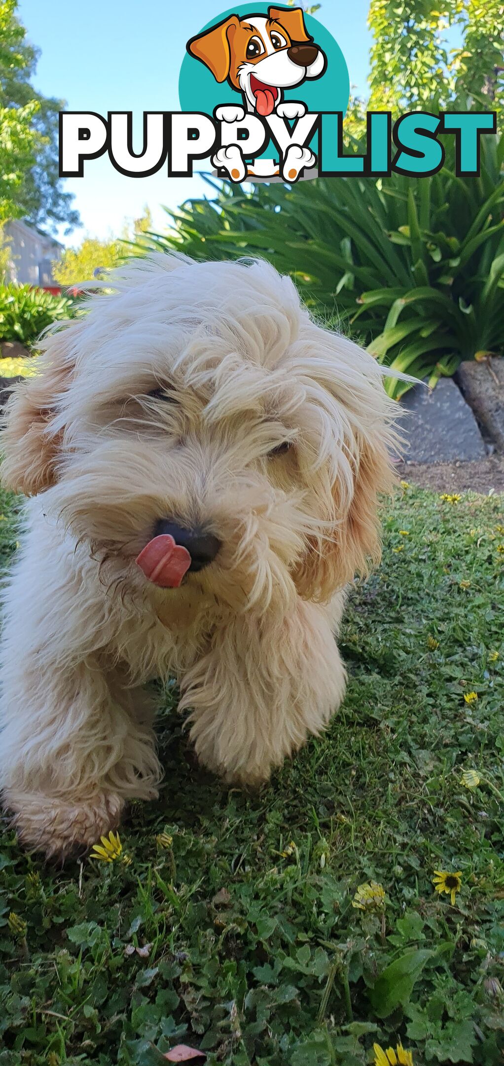 Maltese terrier/ Miniature poodle (Maltipoo)