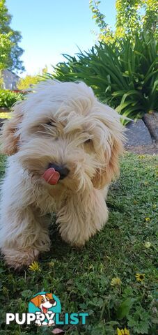 Maltese terrier/ Miniature poodle (Maltipoo)