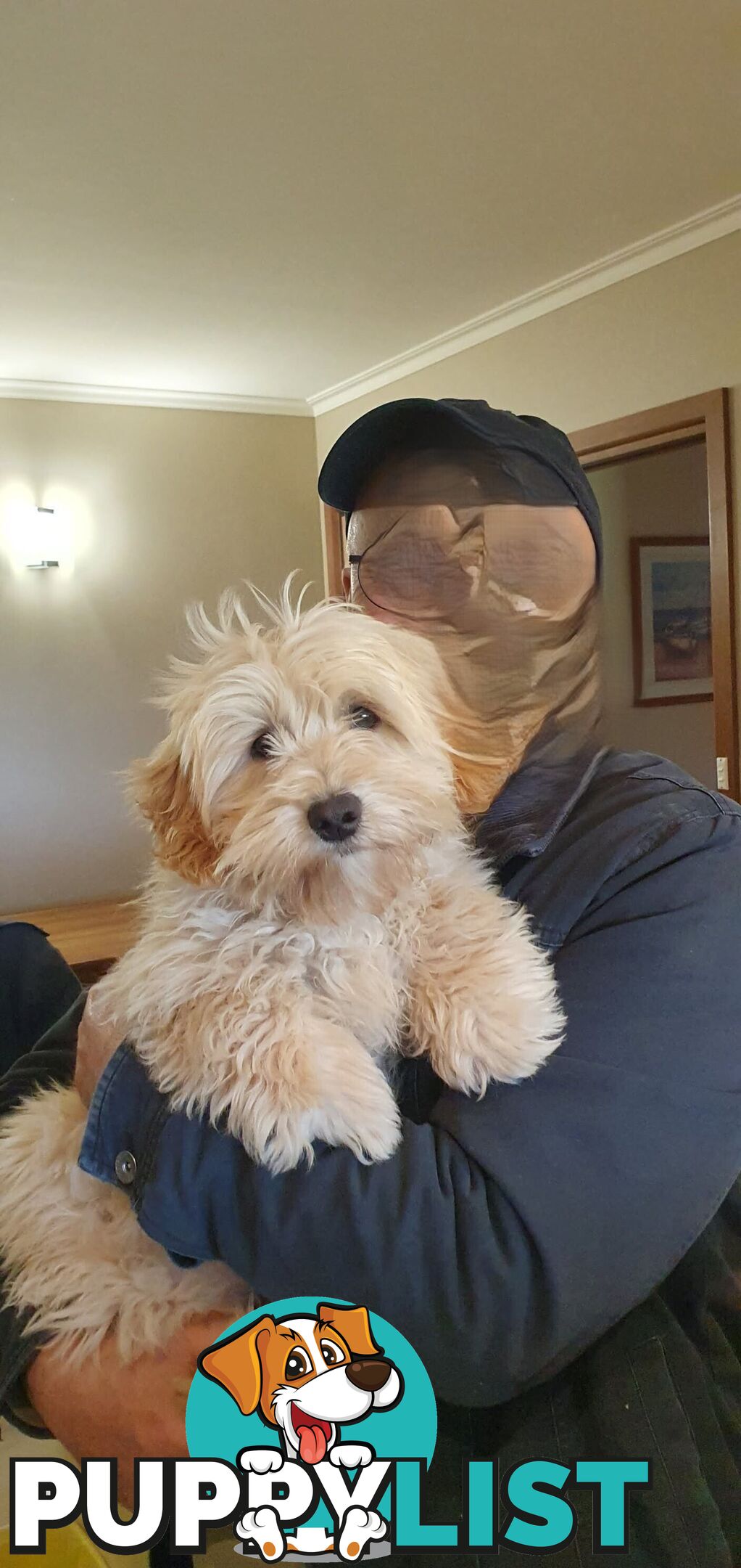 Maltese terrier/ Miniature poodle (Maltipoo)