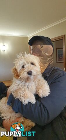 Maltese terrier/ Miniature poodle (Maltipoo)