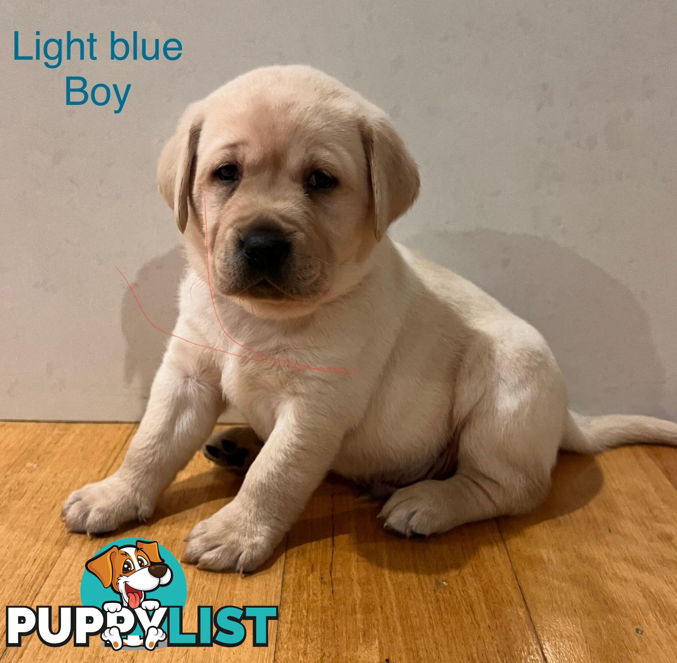 Purebred Labrador puppies
