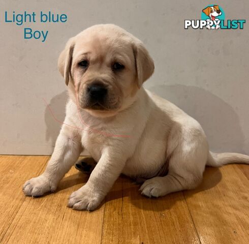 Purebred Labrador puppies
