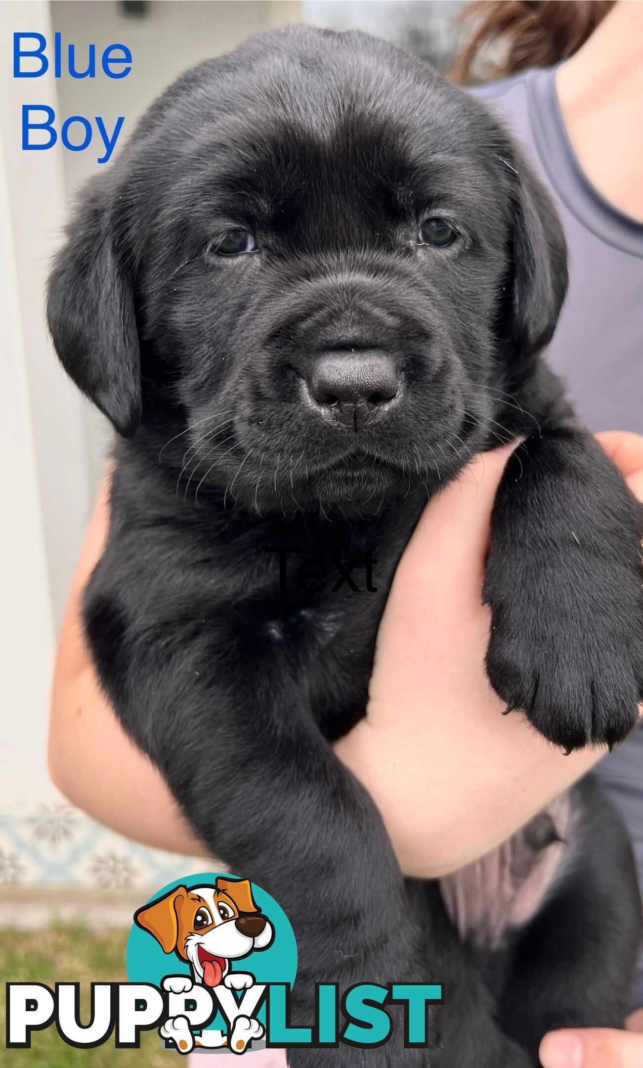 Purebred Labrador puppies