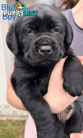 Purebred Labrador puppies