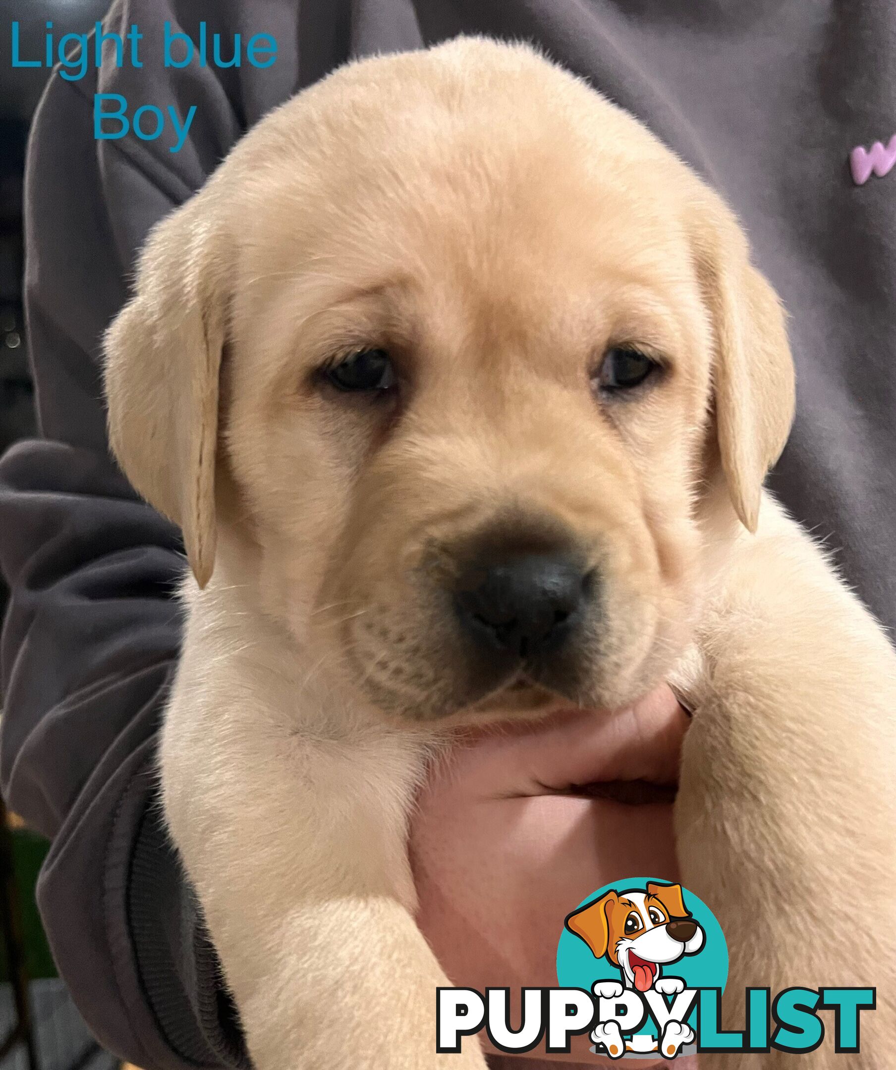 Purebred Labrador puppies