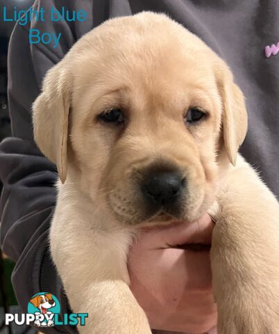 Purebred Labrador puppies