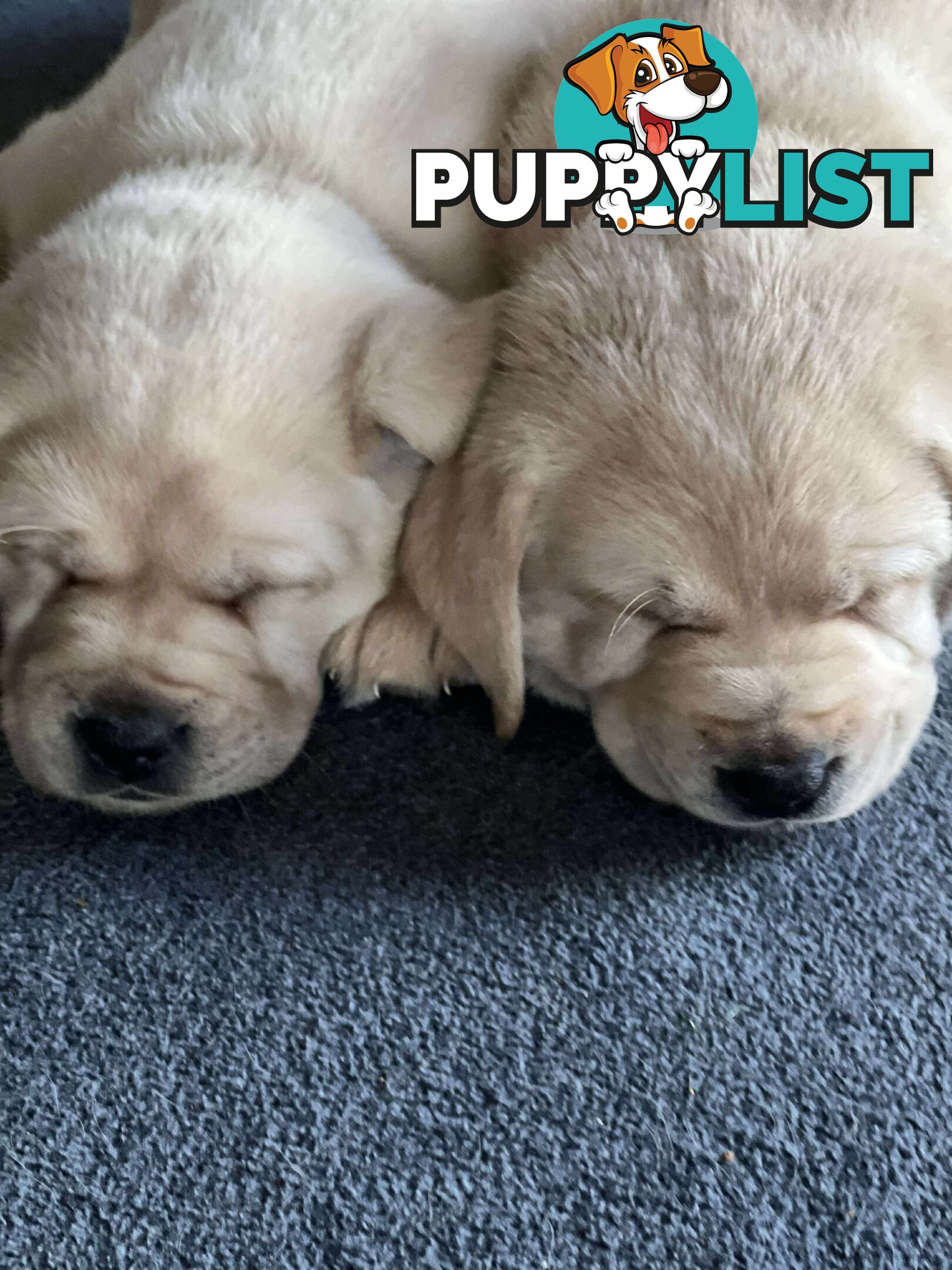 Purebred Labrador puppies