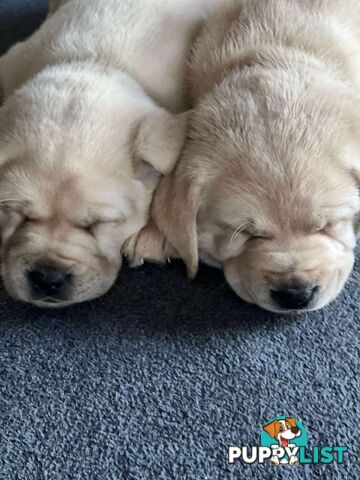 Purebred Labrador puppies