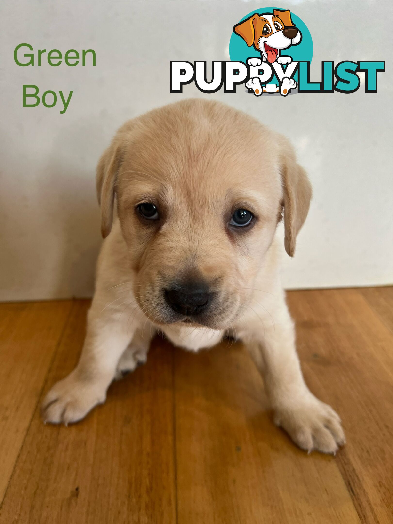 Purebred Labrador puppies