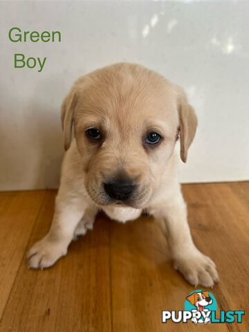 Purebred Labrador puppies
