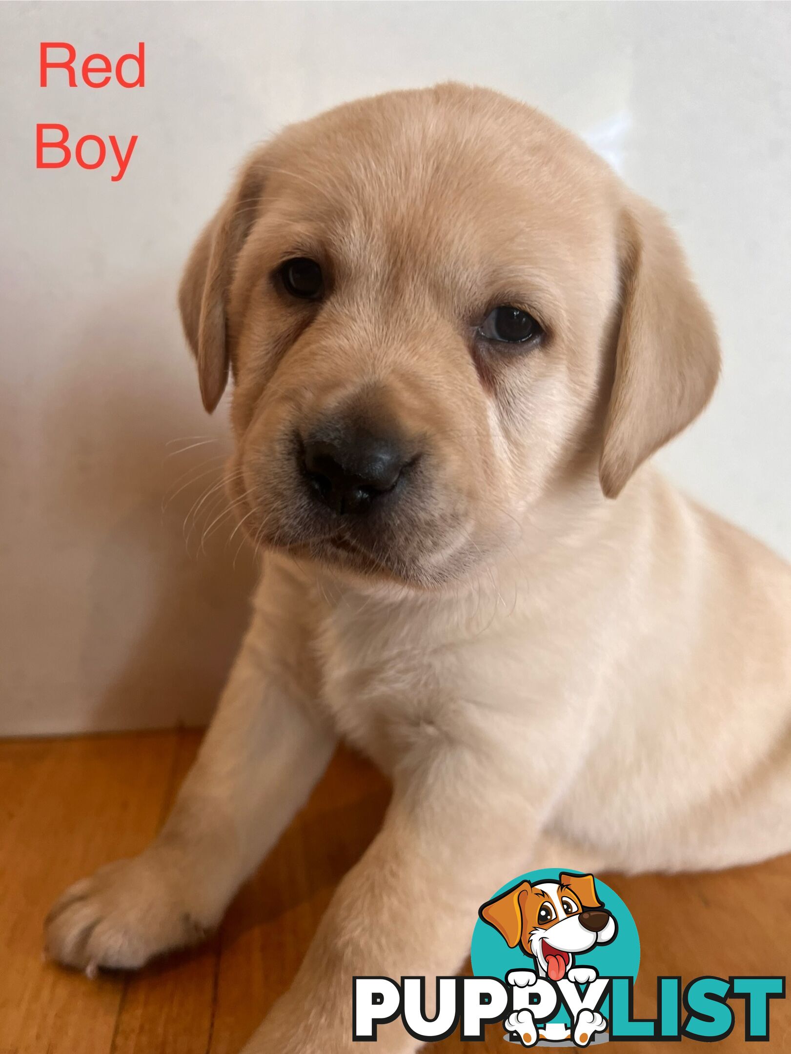 Purebred Labrador puppies