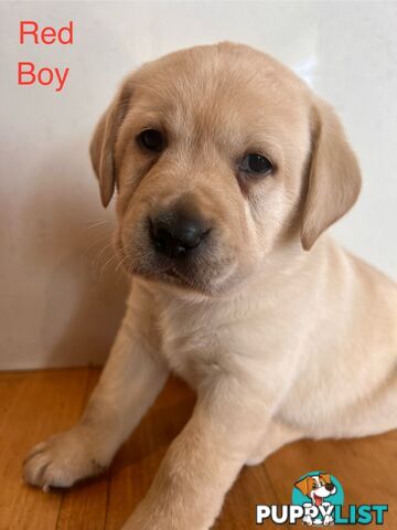 Purebred Labrador puppies