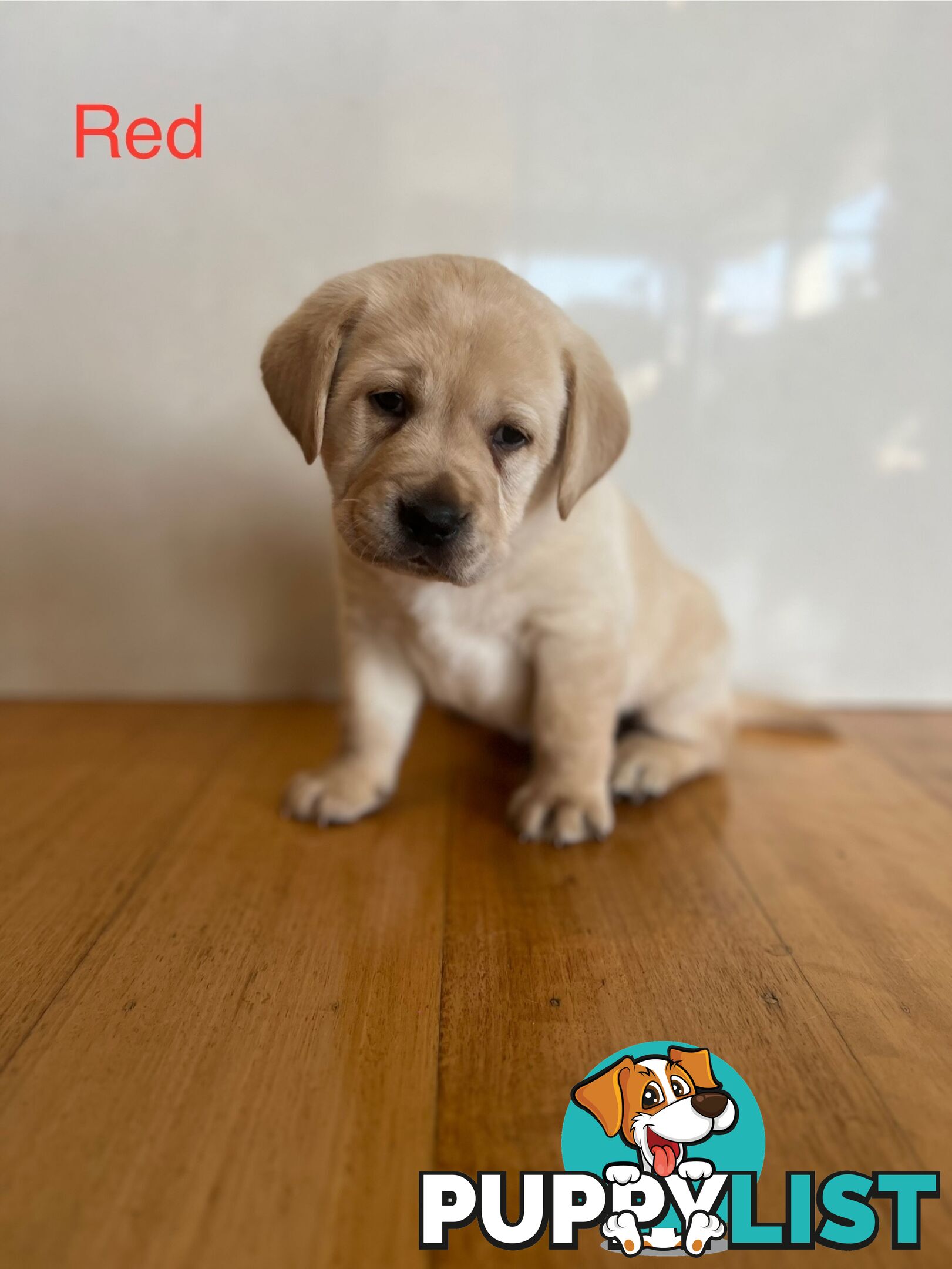Purebred Labrador puppies