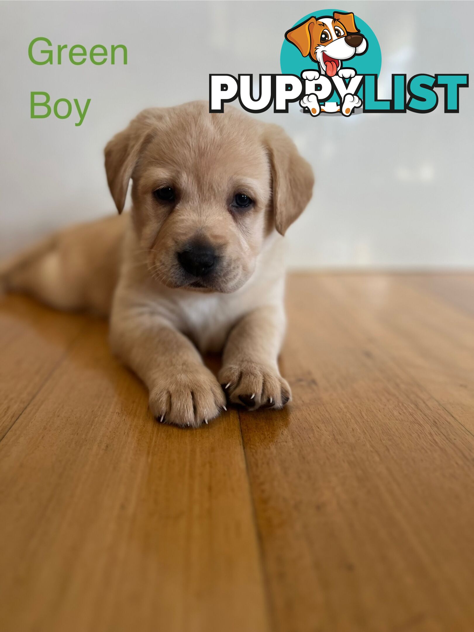 Purebred Labrador puppies