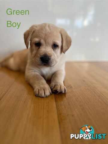 Purebred Labrador puppies