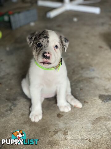 Border collie cross