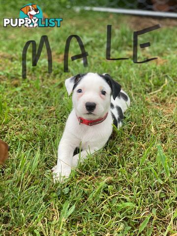 Border collie cross