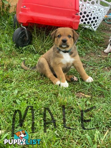 Border collie cross