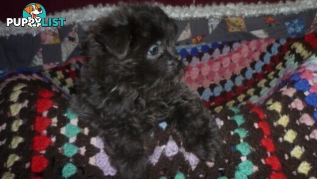 Maltese ShihTzu Gorgeous Males &amp; Female Puppies Ready for New Home now