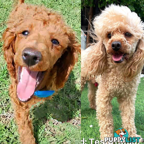 Toy Poodle (red), Miniature Poodle STUD for Hire - THIS MONTH SPECIAL!