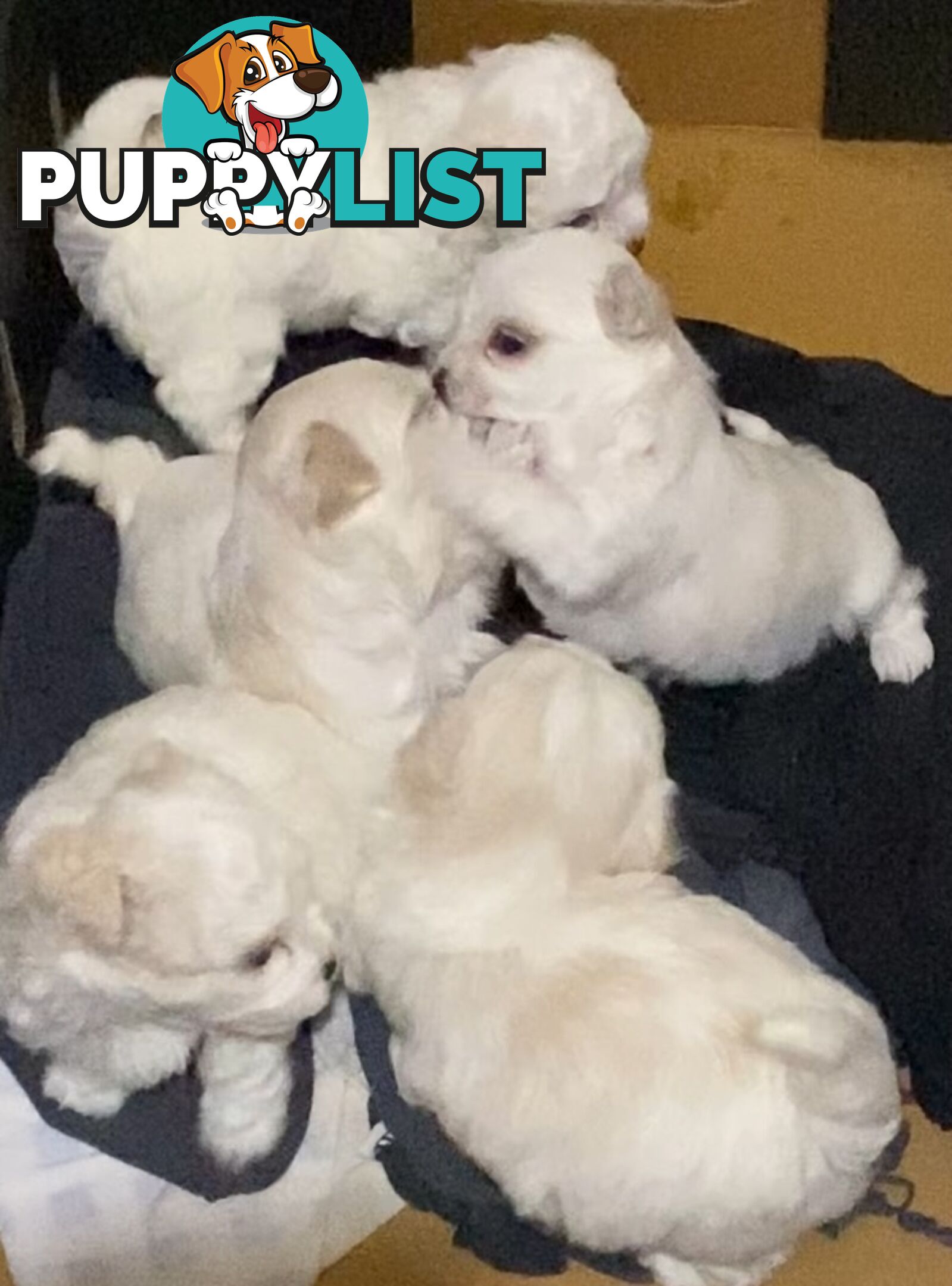 MALTESE  GORGEOUS PUPPIES