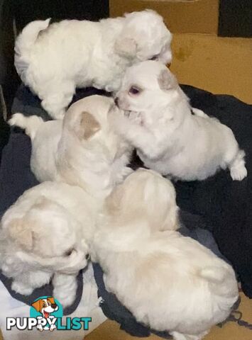 MALTESE  GORGEOUS PUPPIES