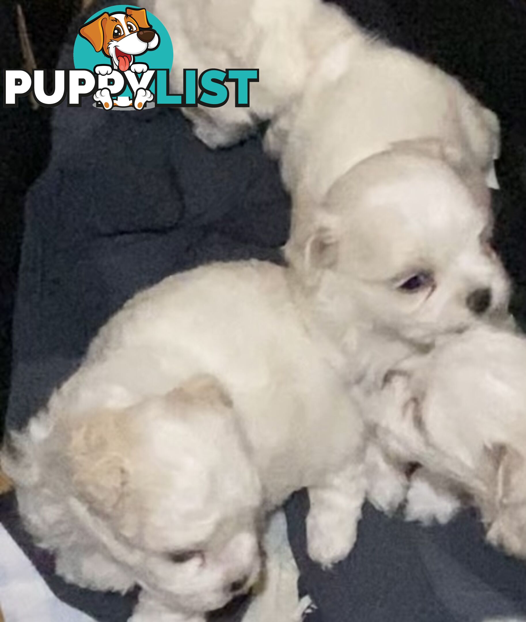 MALTESE  GORGEOUS PUPPIES