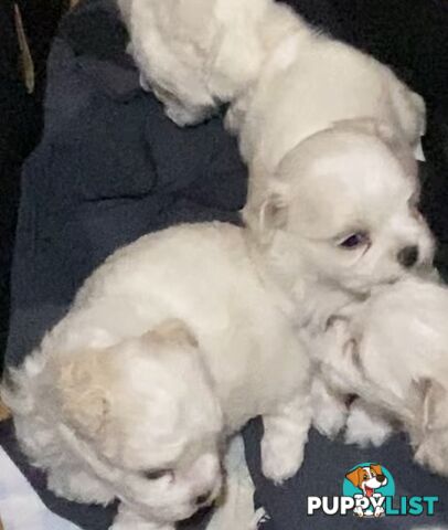 MALTESE  GORGEOUS PUPPIES