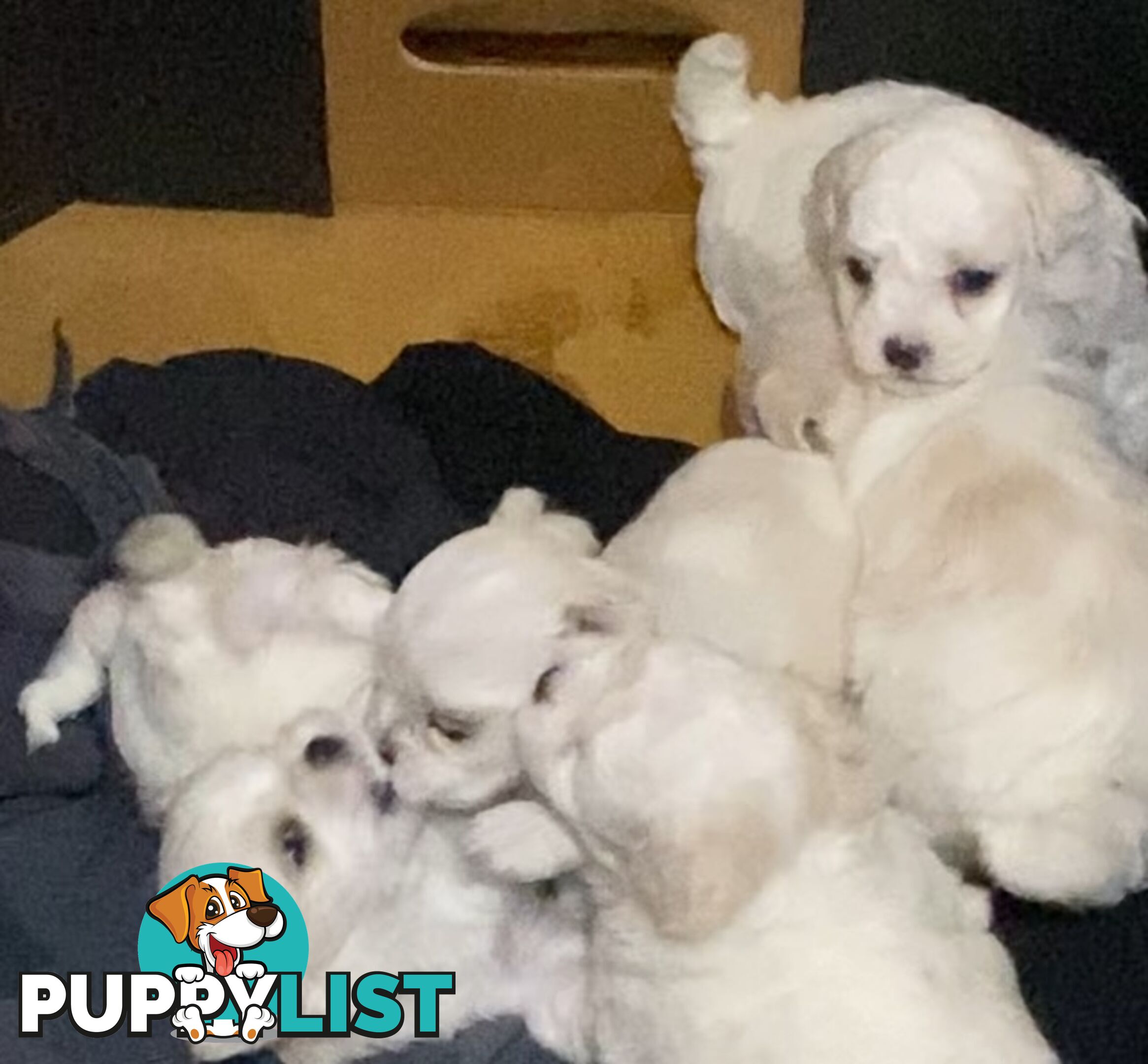 MALTESE  GORGEOUS PUPPIES