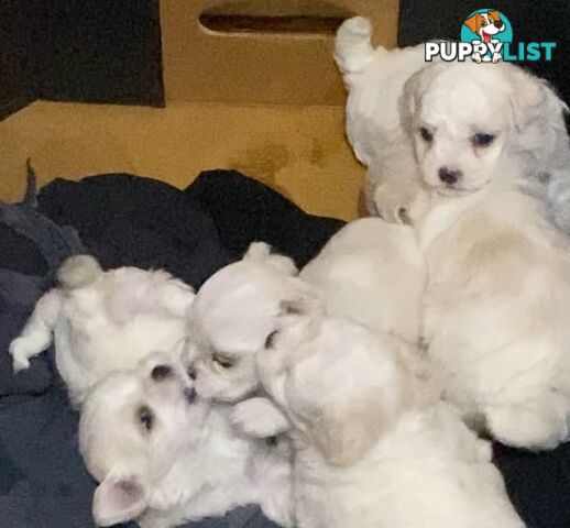 MALTESE  GORGEOUS PUPPIES