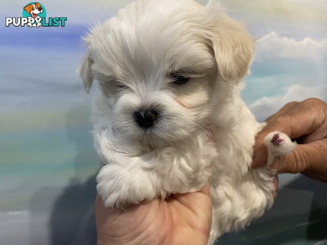 MALTESE  GORGEOUS PUPPIES