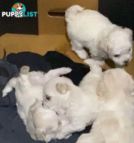 MALTESE  GORGEOUS PUPPIES