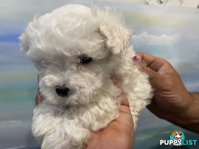 MALTESE  GORGEOUS PUPPIES