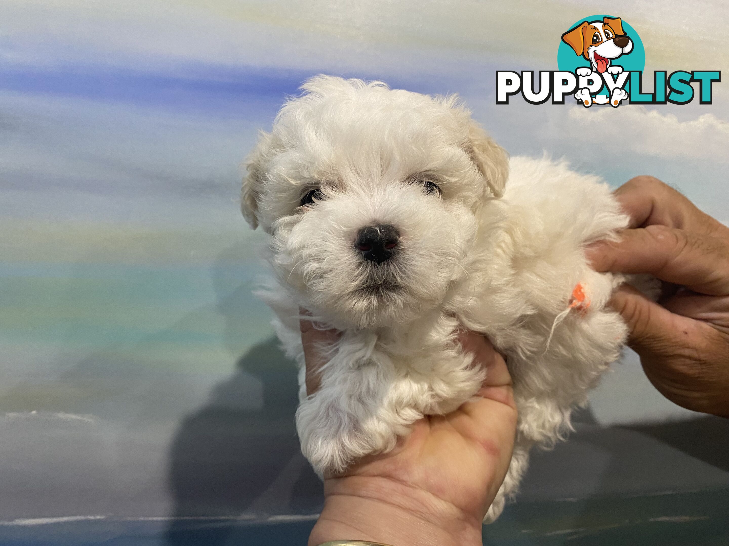 MALTESE  GORGEOUS PUPPIES