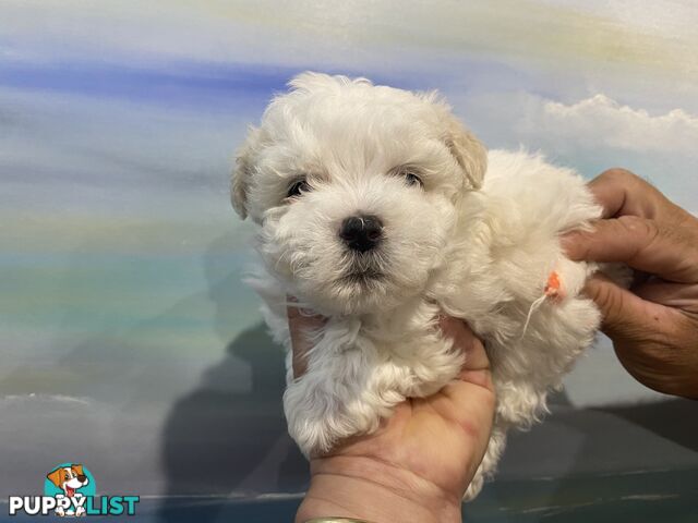 MALTESE  GORGEOUS PUPPIES