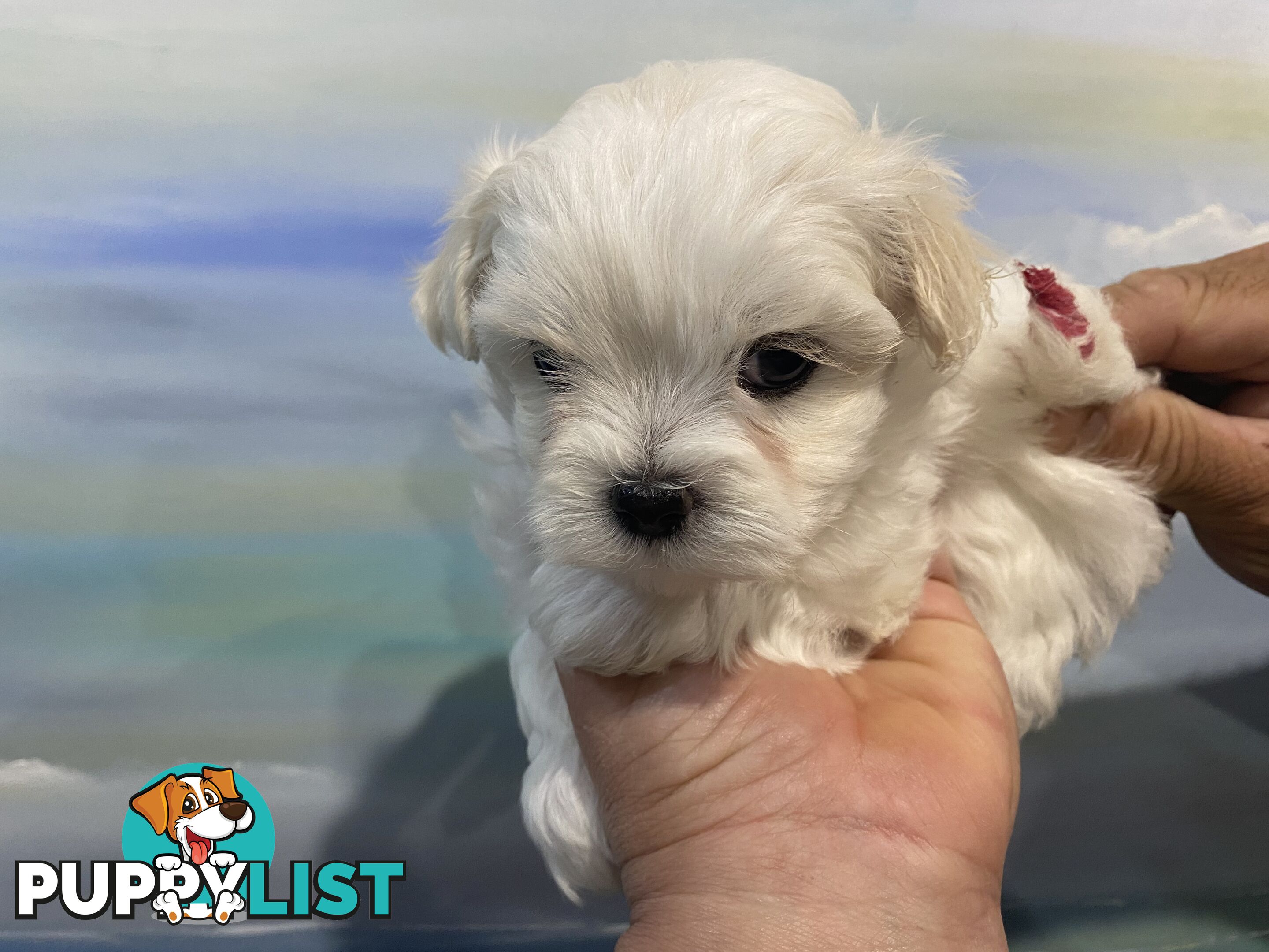 MALTESE  GORGEOUS PUPPIES