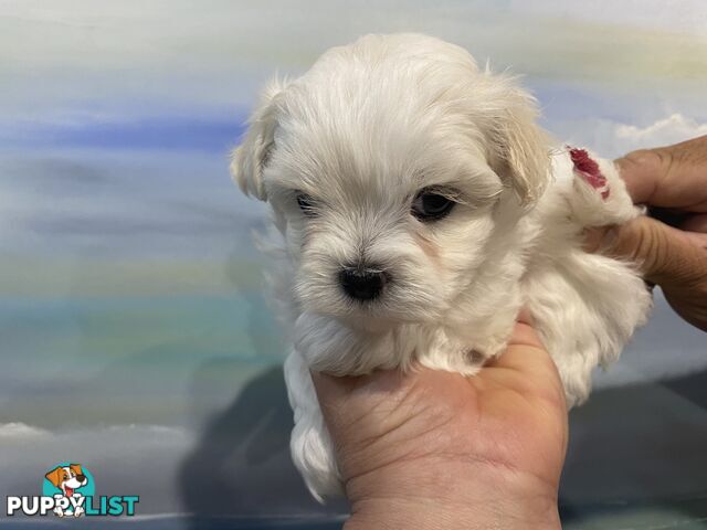 MALTESE  GORGEOUS PUPPIES