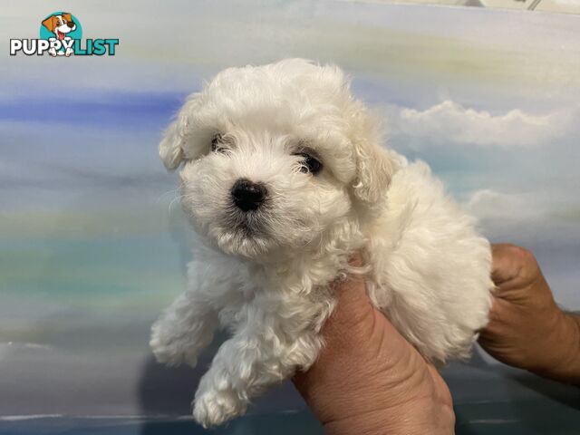 MALTESE  GORGEOUS PUPPIES