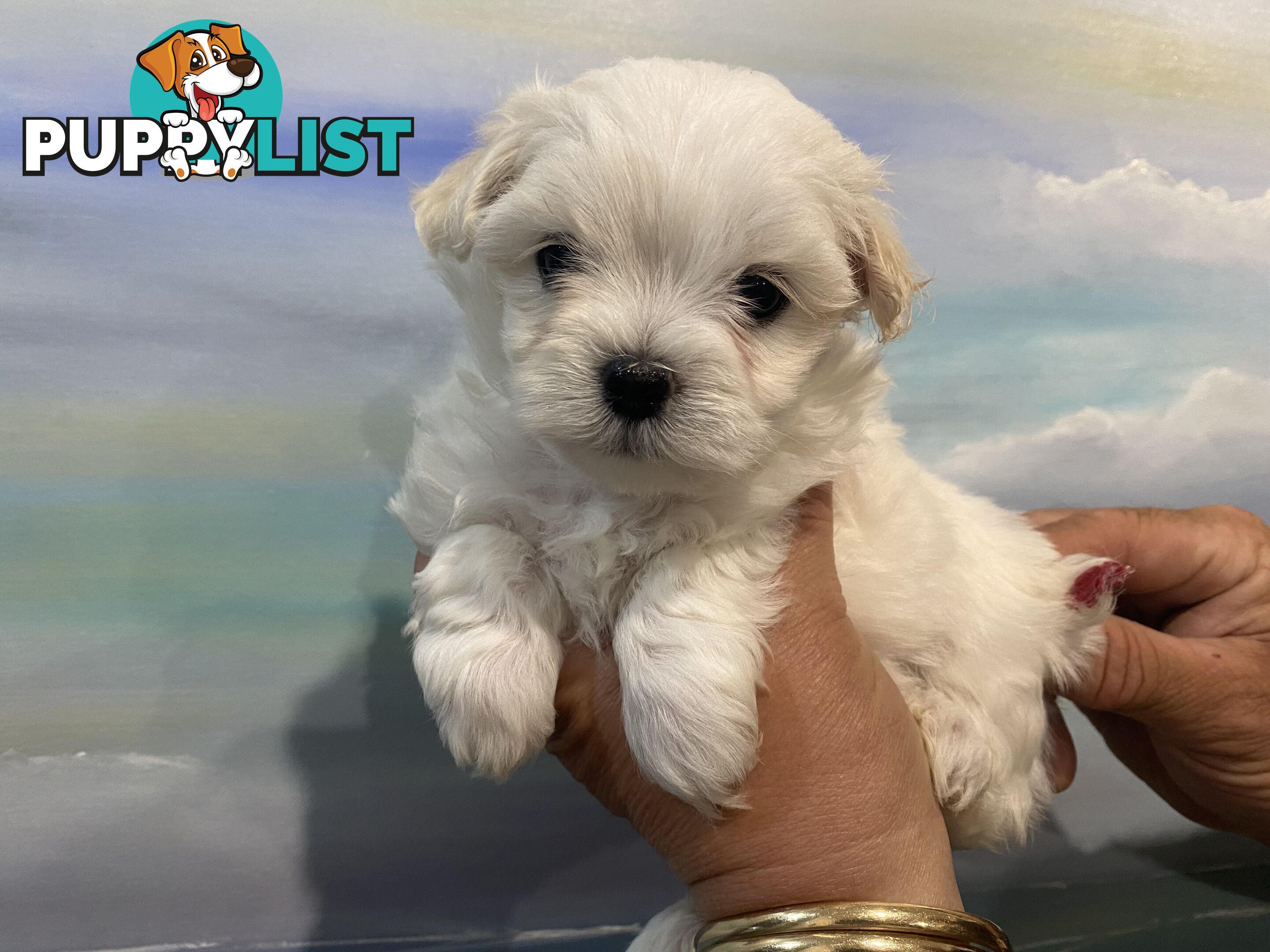 MALTESE  GORGEOUS PUPPIES