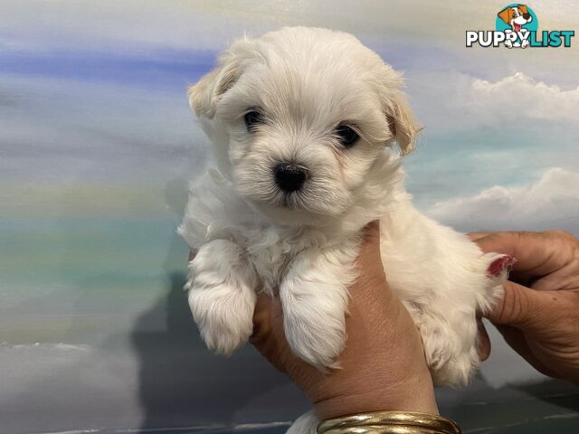 MALTESE  GORGEOUS PUPPIES