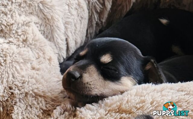 Mini Foxy Cross Dachshund cross puppies