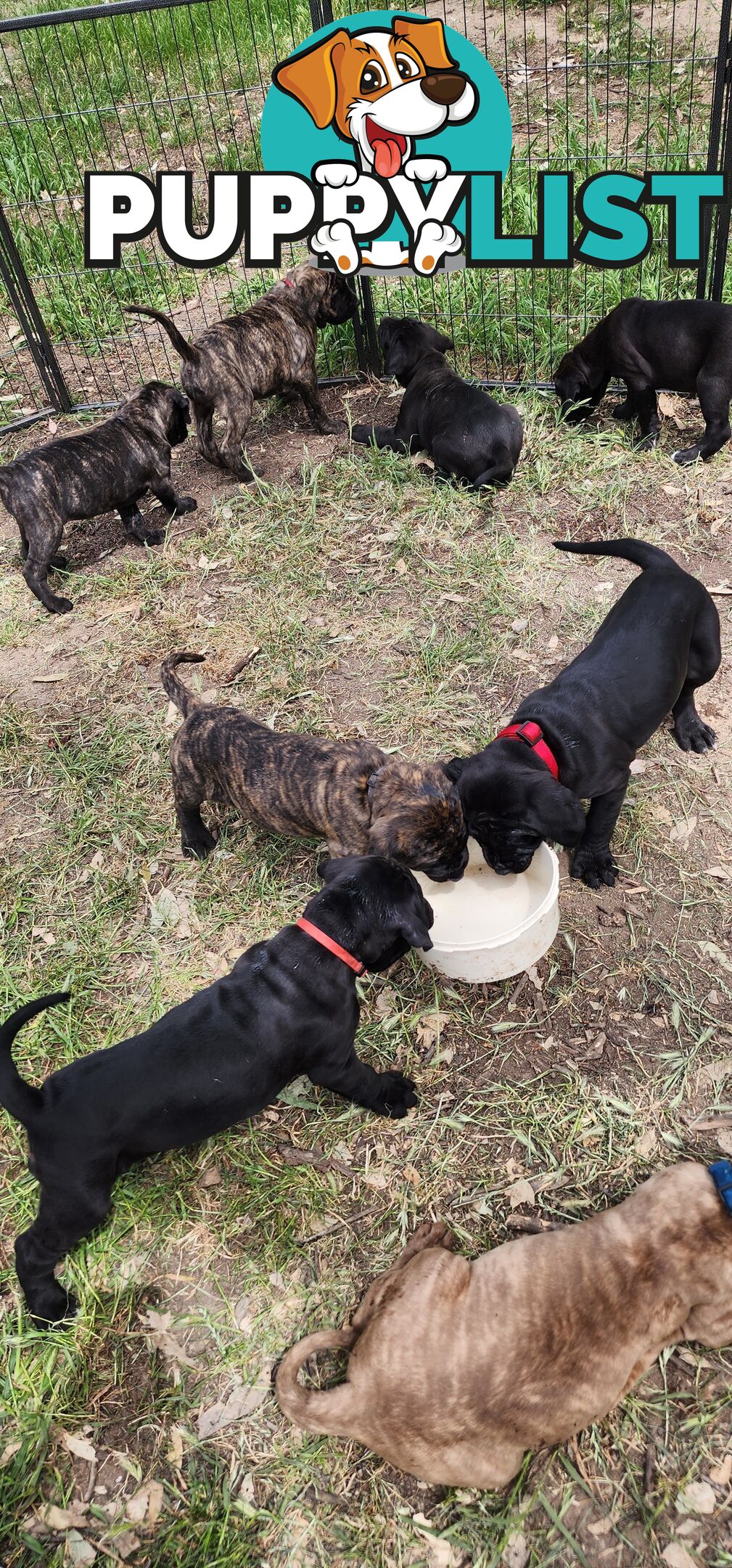 Mastiff puppies