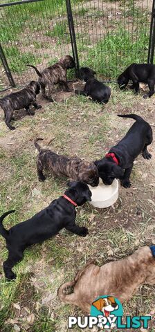 Mastiff puppies