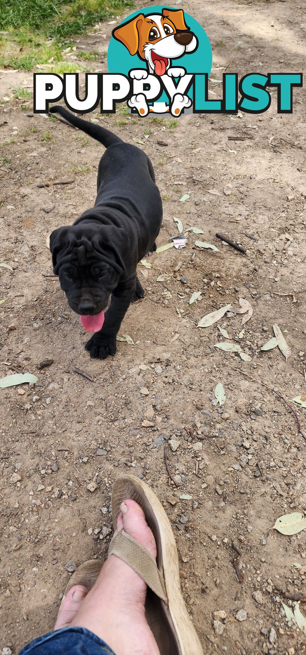 Mastiff puppies