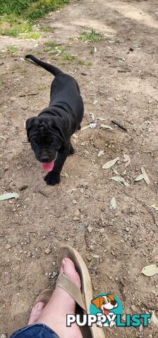 Mastiff puppies