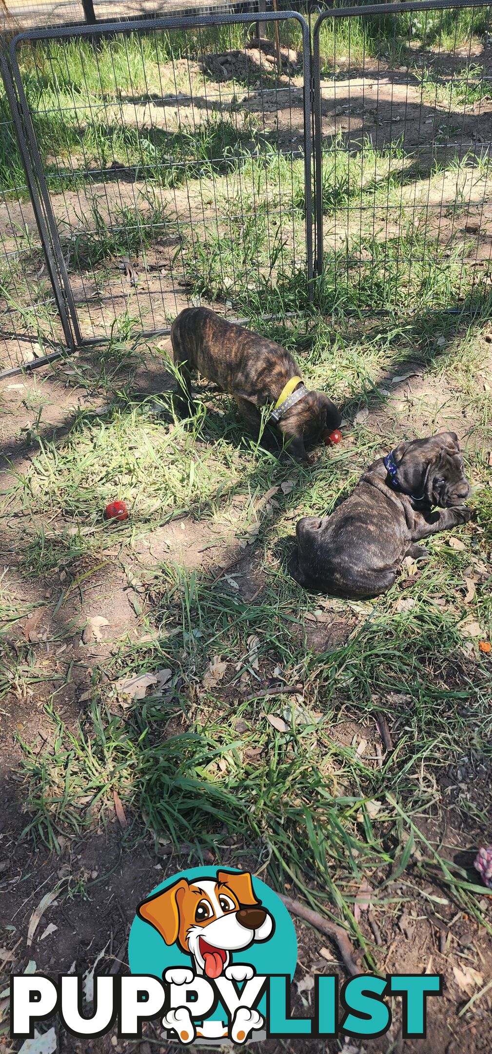 Mastiff puppies