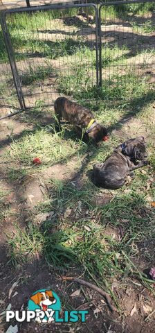 Mastiff puppies