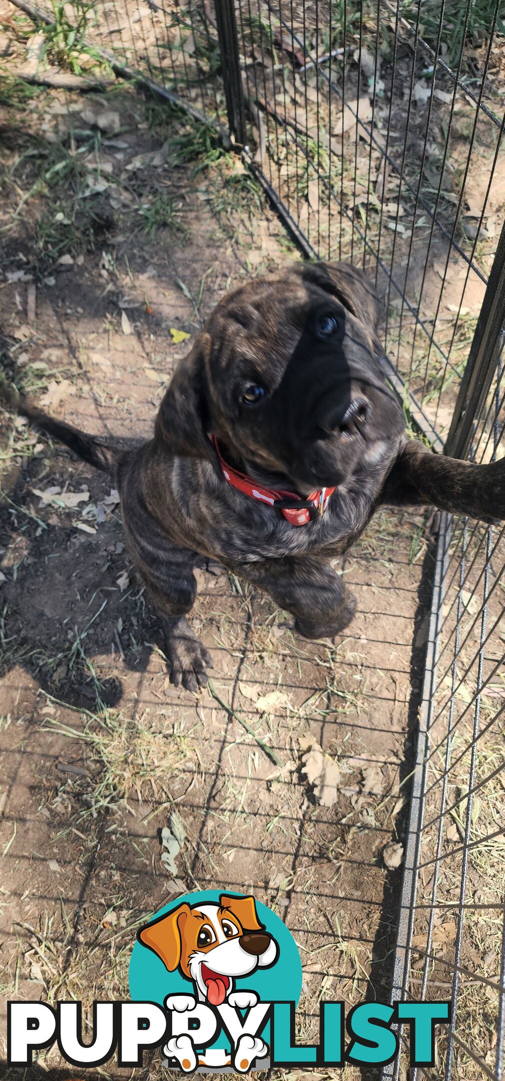 Mastiff puppies