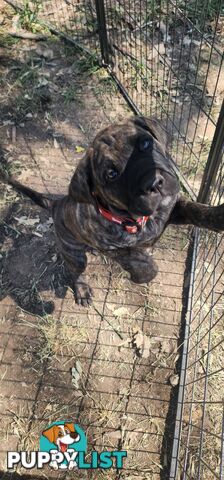 Mastiff puppies