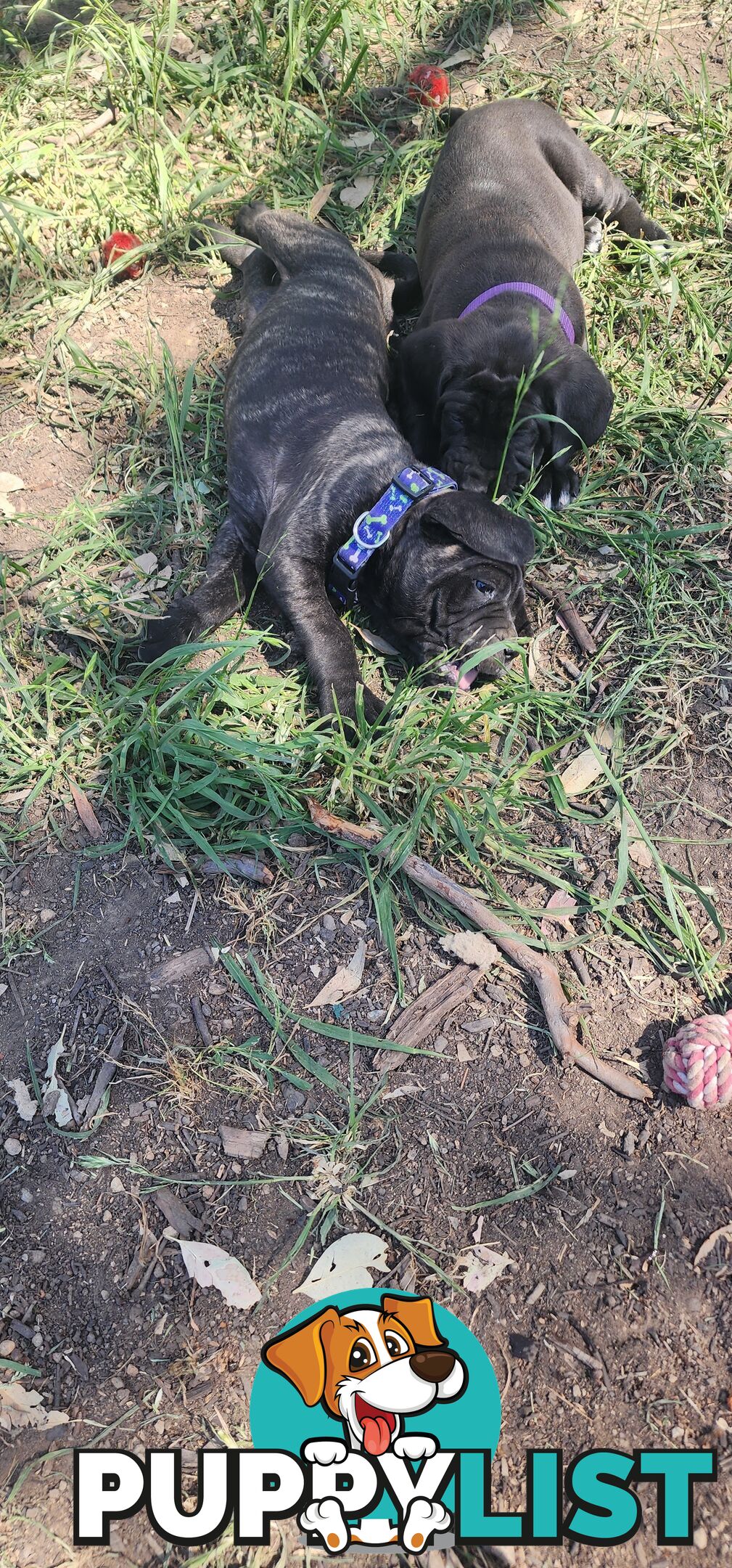 Mastiff puppies